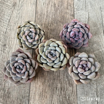 ＊新入荷＊　ムーンリー（エアーマジック農園苗）