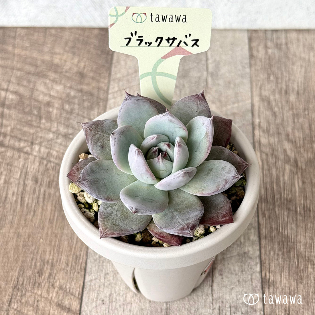 *新発売* ブラックサバス①【tawawaハウス苗】(根張り鉢3号)