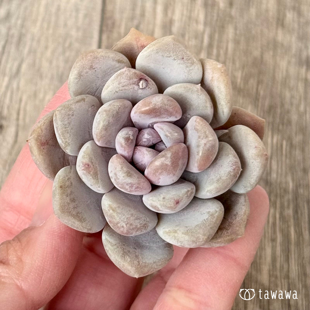 ＊新入荷＊　ムーンリー（エアーマジック農園苗）