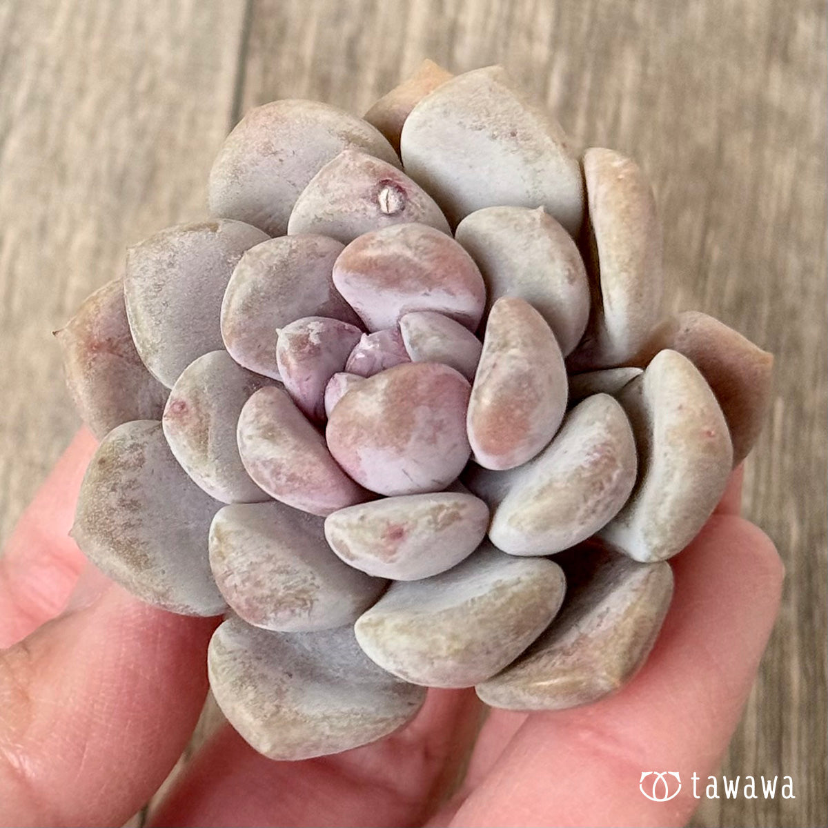 ＊新入荷＊　ムーンリー（エアーマジック農園苗）