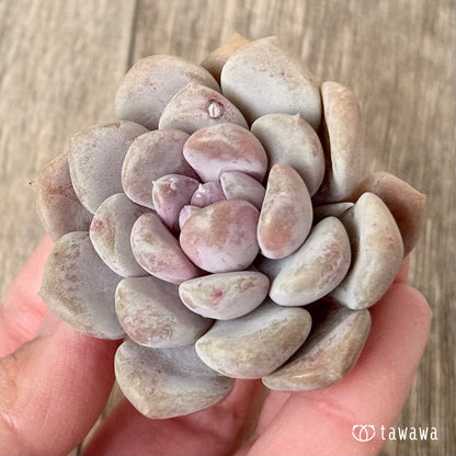 ＊新入荷＊　ムーンリー（エアーマジック農園苗）