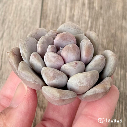 ＊新入荷＊　ムーンリー（エアーマジック農園苗）