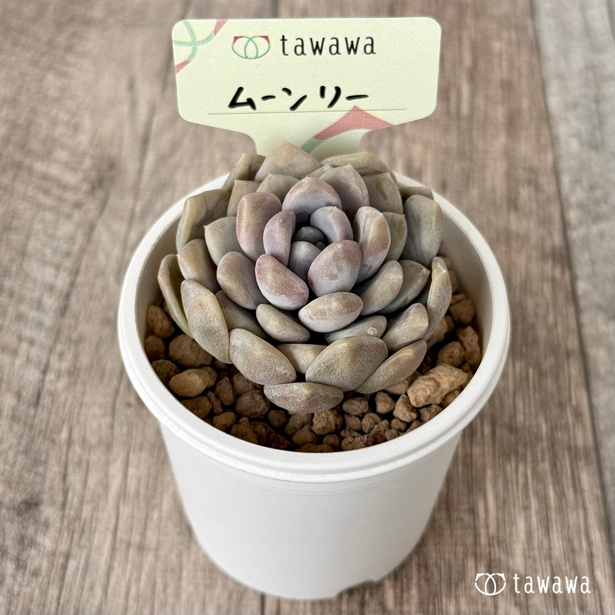 ＊新入荷＊　ムーンリー（エアーマジック農園苗）