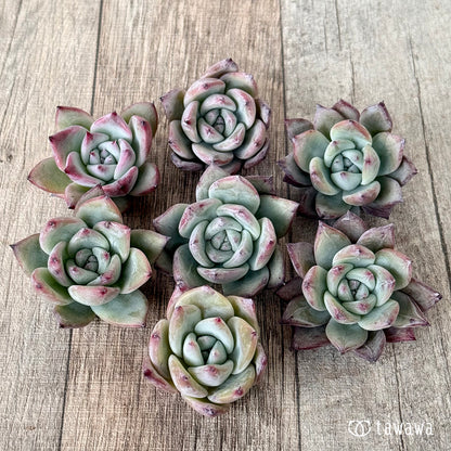 New Arrivals: Ice Green