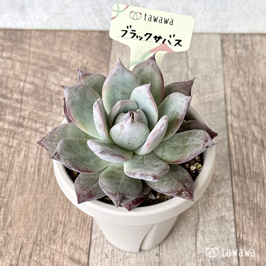 *新発売* ブラックサバス②【tawawaハウス苗】(根張り鉢3号)