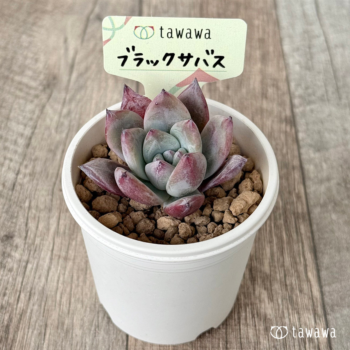 New Arrivals: Ice Green