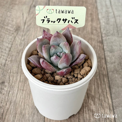 New Arrivals: Ice Green