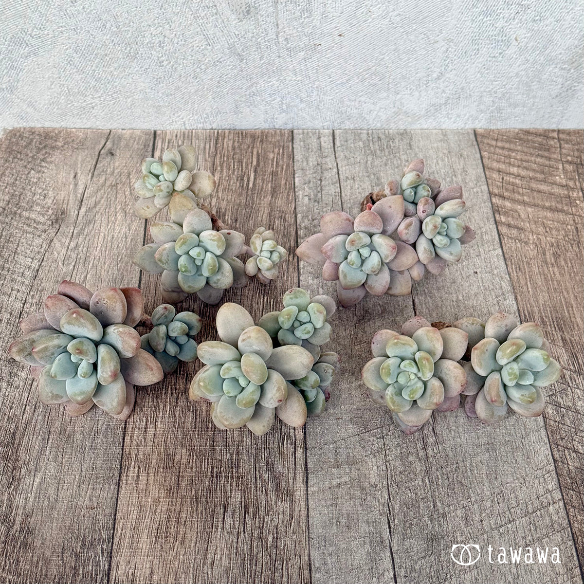 ＊新入荷＊　ミウル（エアーマジック農園苗）