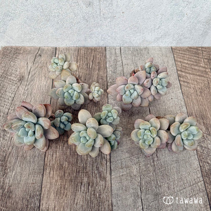 ＊新入荷＊　ミウル（エアーマジック農園苗）