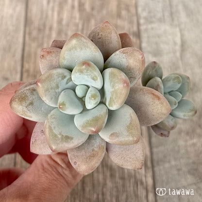 ＊新入荷＊　ミウル（エアーマジック農園苗）