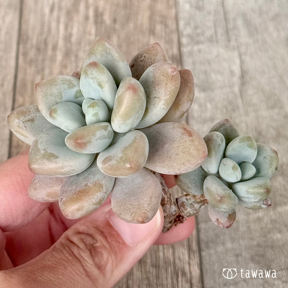 ＊新入荷＊　ミウル（エアーマジック農園苗）