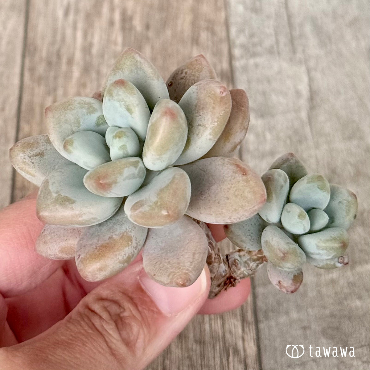 Miuru (Air Magic Farm Seedlings)