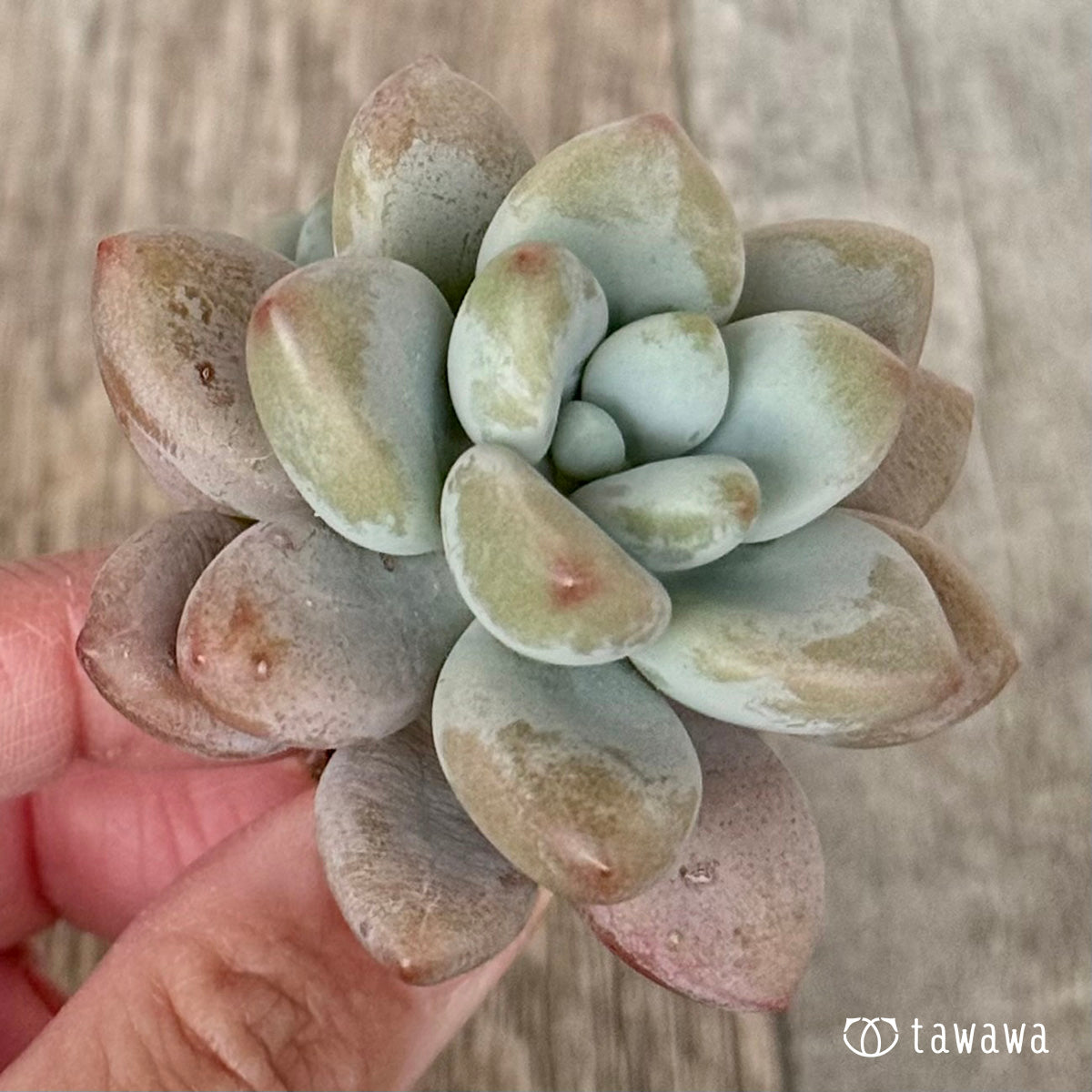 Miuru (Air Magic Farm Seedlings)