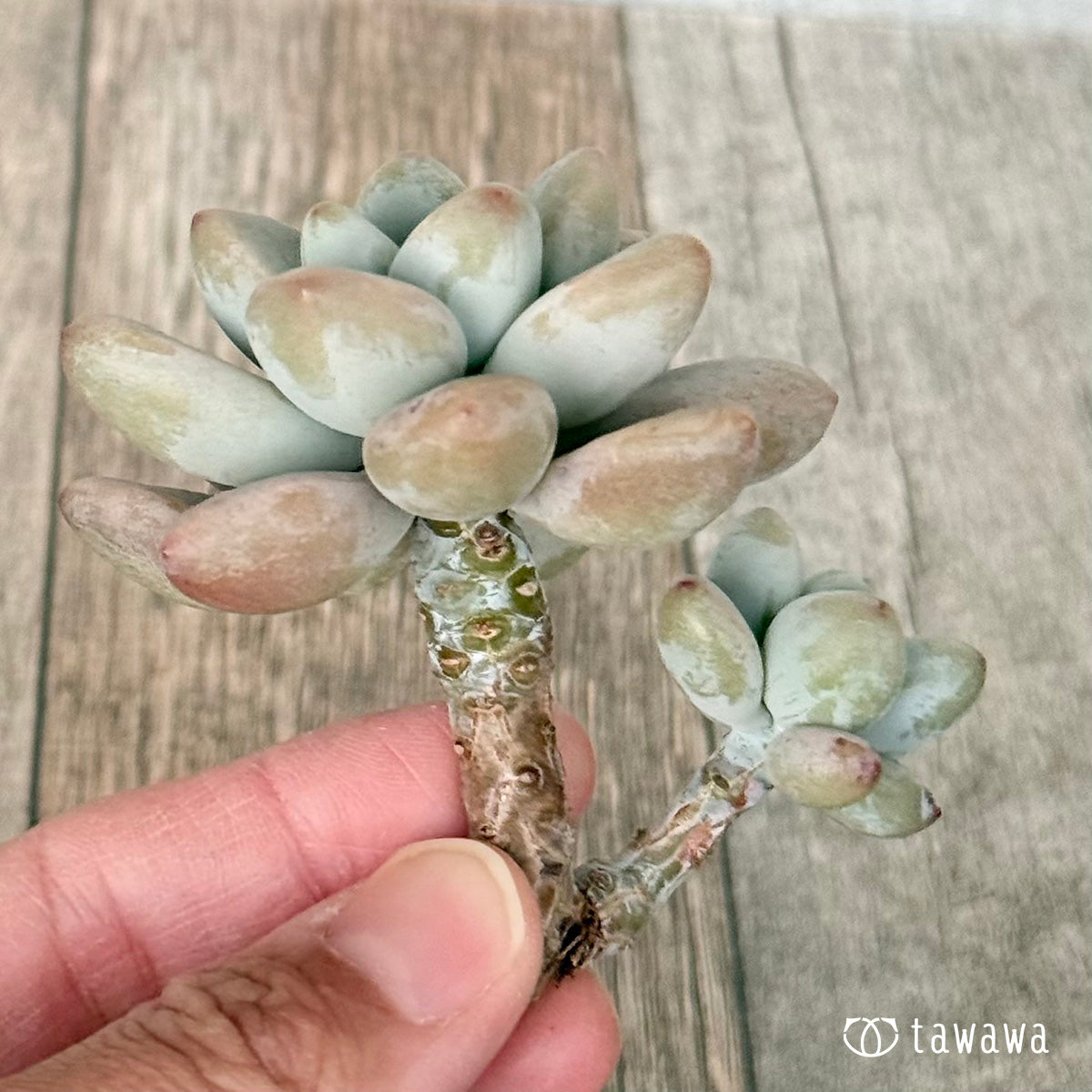 ＊新入荷＊　ミウル（エアーマジック農園苗）