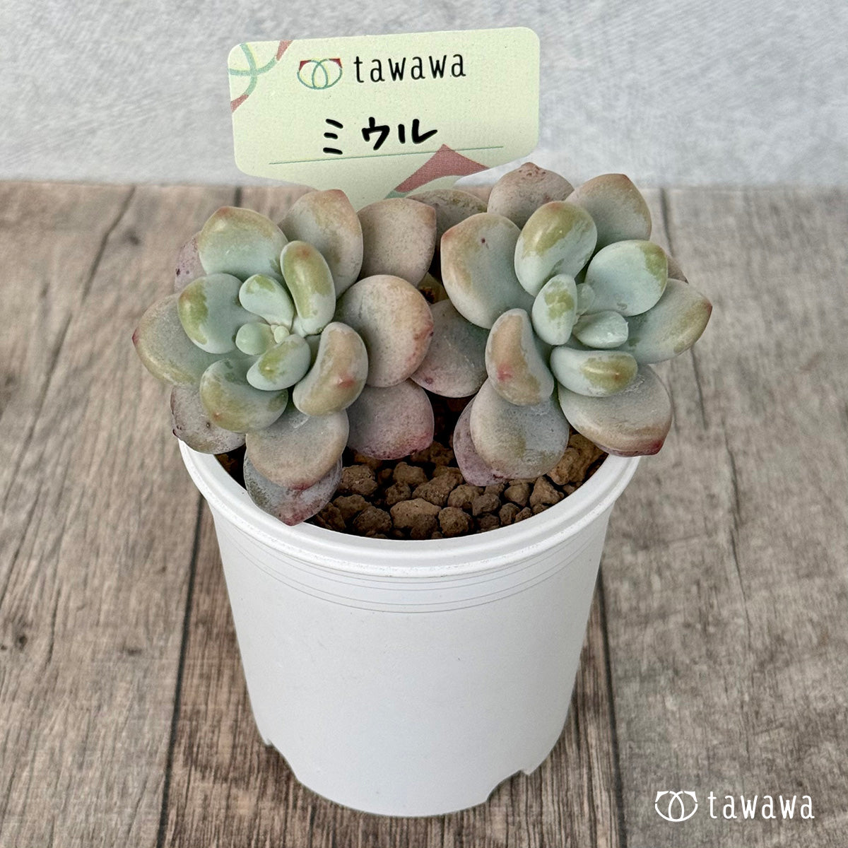 ＊新入荷＊　ミウル（エアーマジック農園苗）