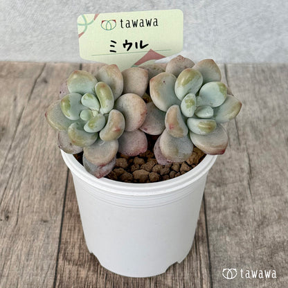 ＊新入荷＊　ミウル（エアーマジック農園苗）