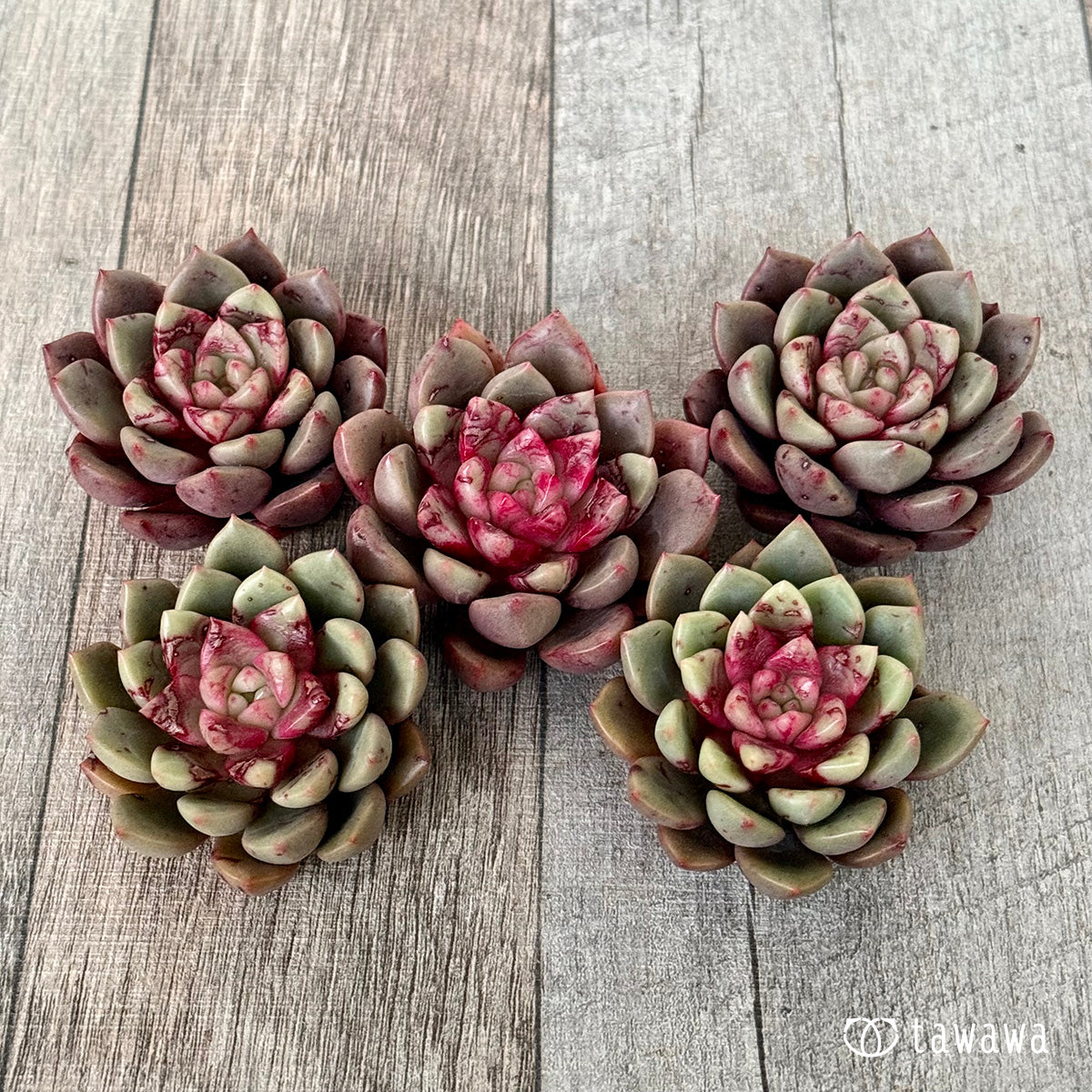 ＊新入荷＊　エコルビーン（エアーマジック農園苗）