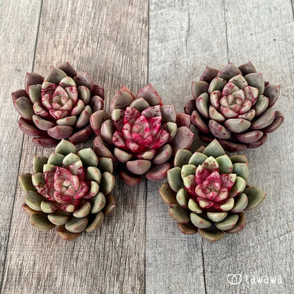 ＊新入荷＊　エコルビーン（エアーマジック農園苗）