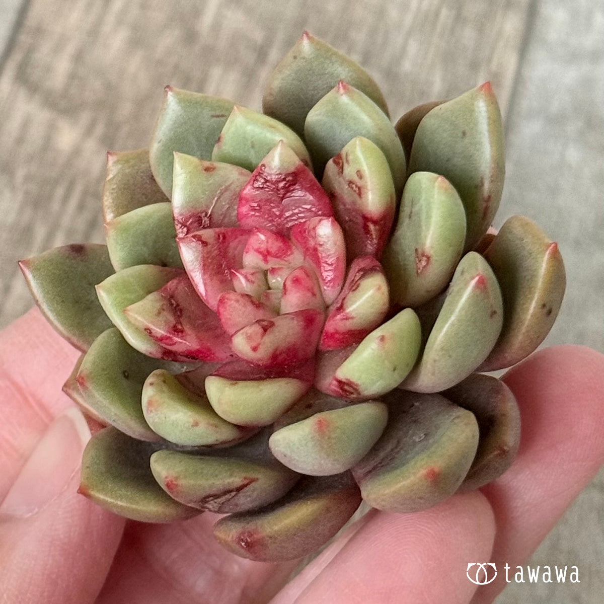 ＊新入荷＊　エコルビーン（エアーマジック農園苗）