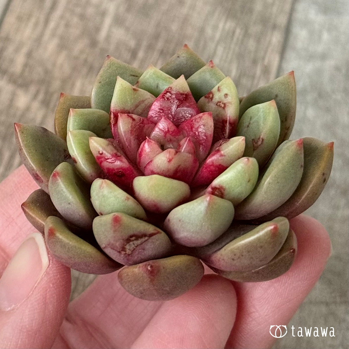 ＊新入荷＊　エコルビーン（エアーマジック農園苗）