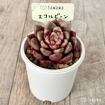 ＊新入荷＊　エコルビーン（エアーマジック農園苗）