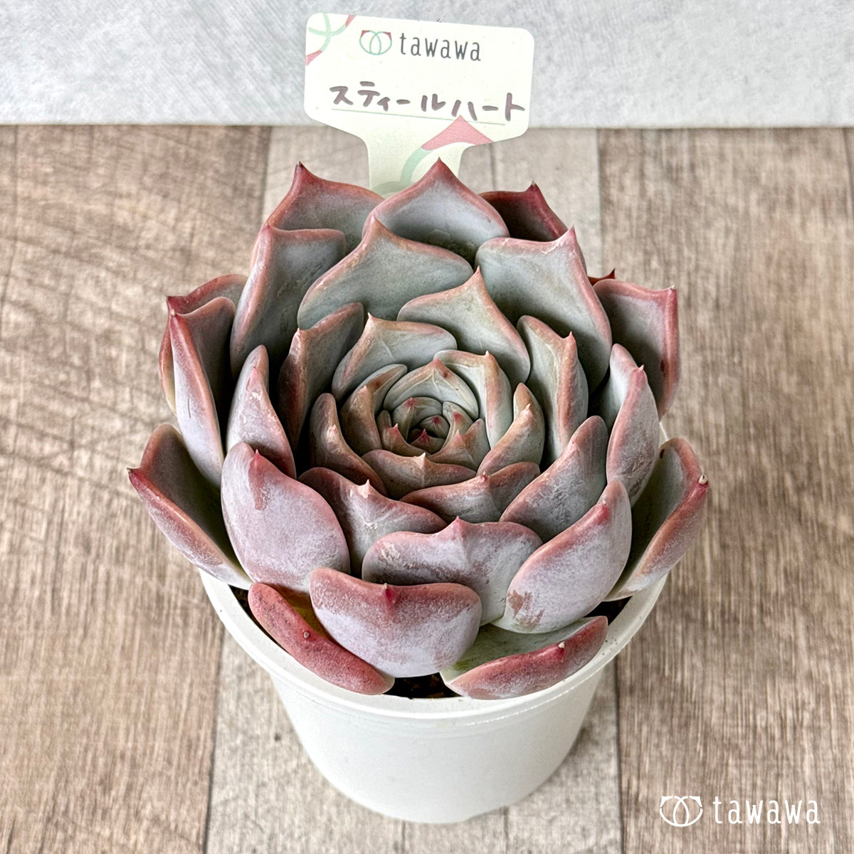 모든 상품(과거에 판매한 모종 포함) – tagged 