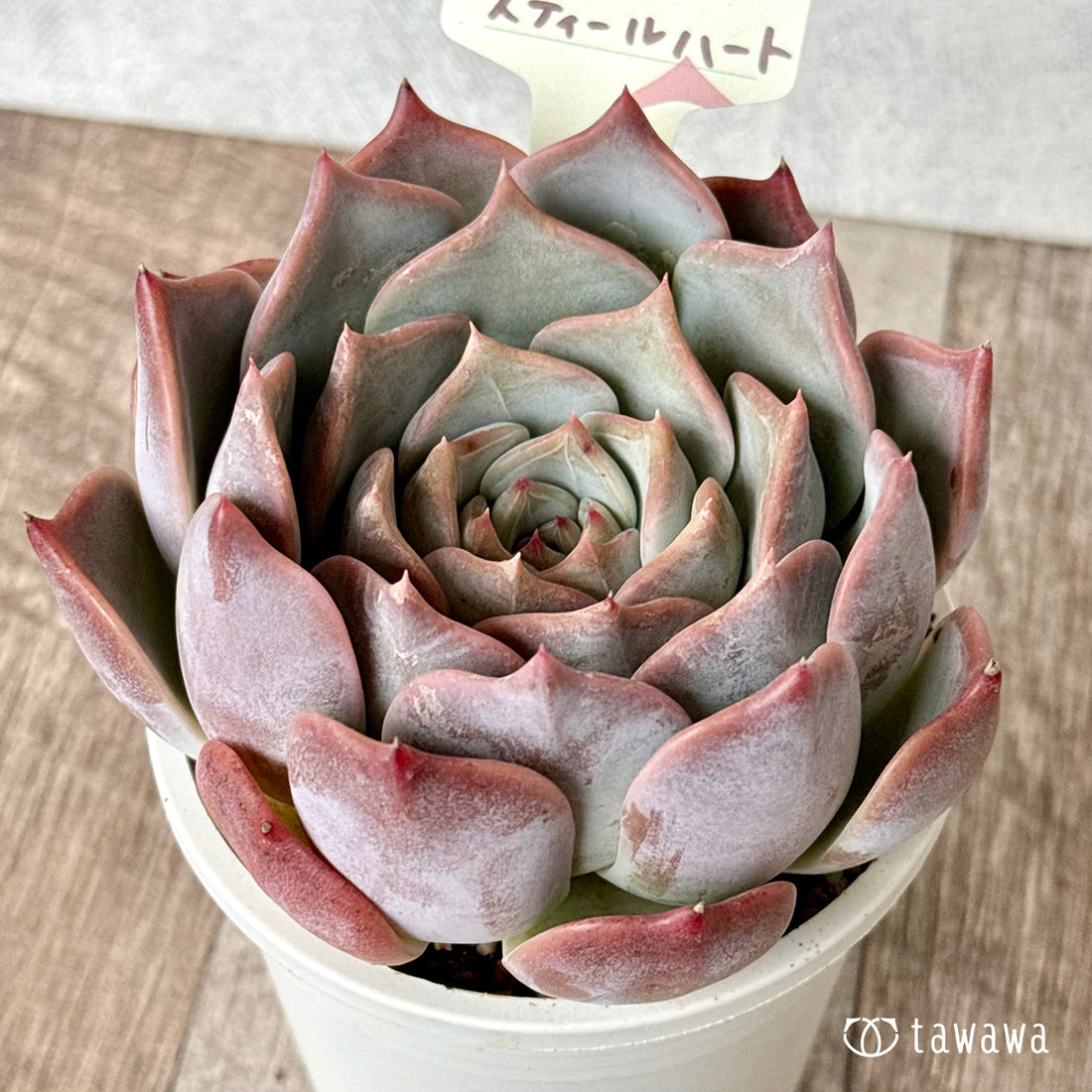 New Arrival* Cubic Frost
