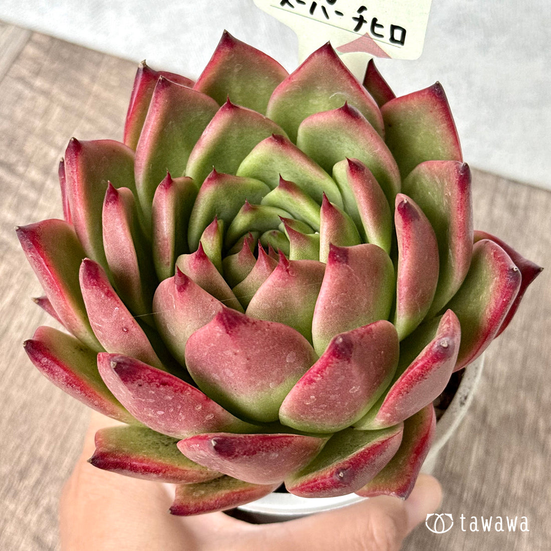 *新発売* スーパーチヒロ 【tawawaハウス苗】(A-35鉢)