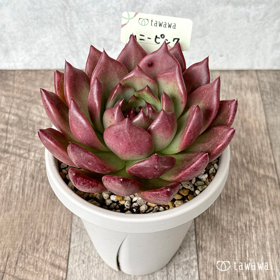*新発売* ハニーピンク【tawawaハウス苗】(根張り鉢4号)