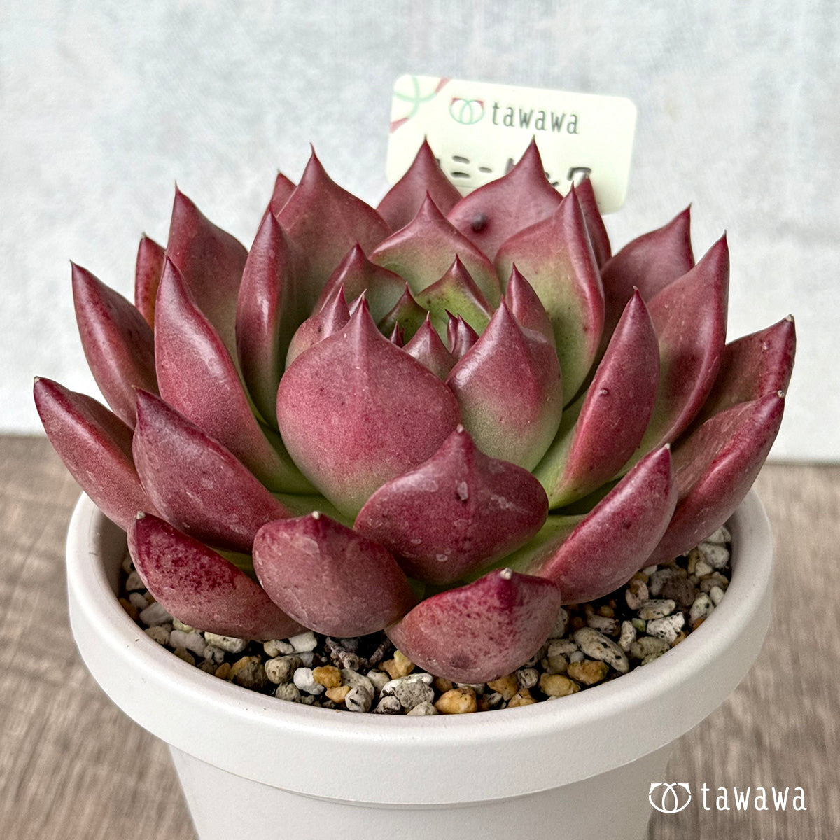 Honey Pink [Tawawa House Seedling] (Rooted 4-inch Pot)