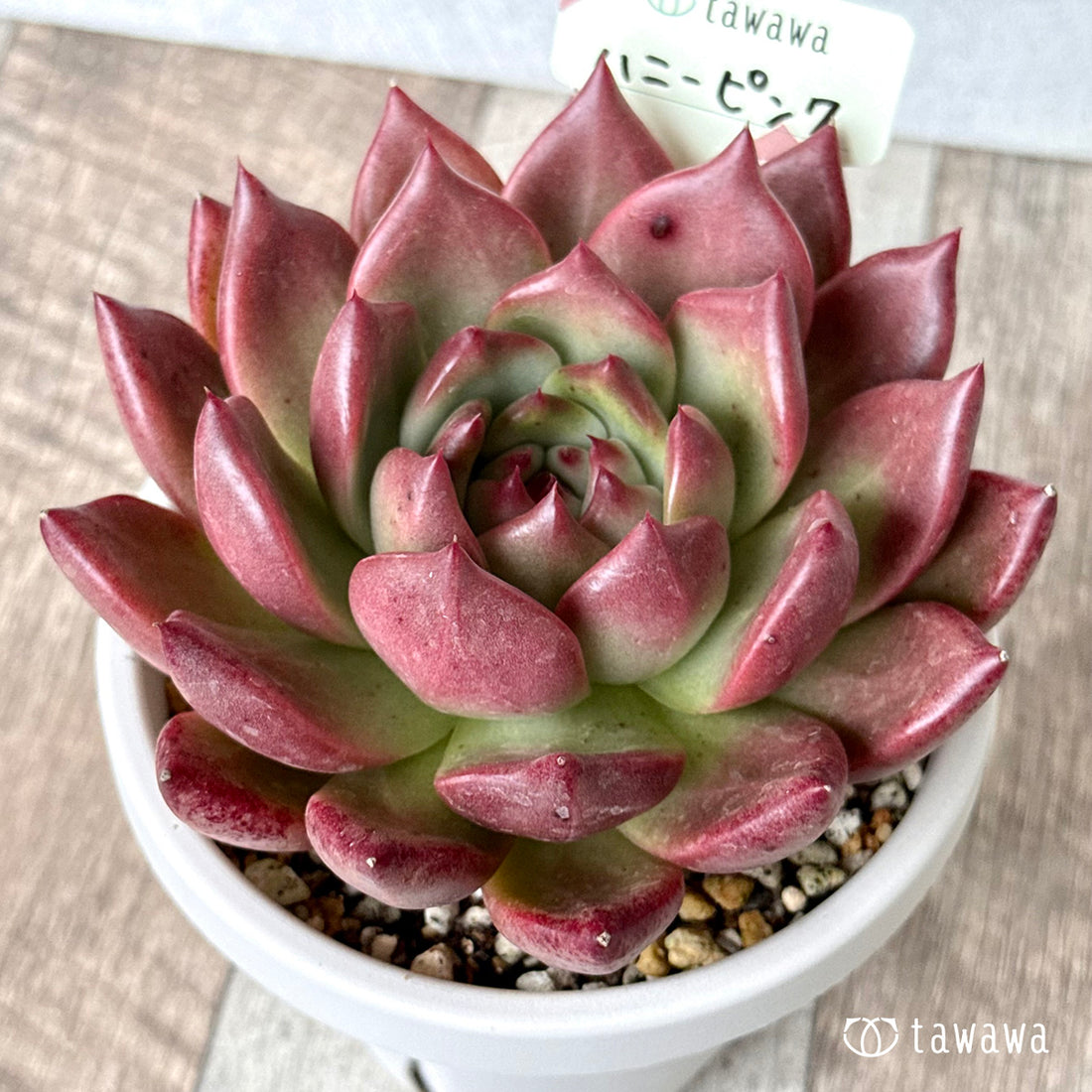 *新発売* ハニーピンク【tawawaハウス苗】(根張り鉢4号)