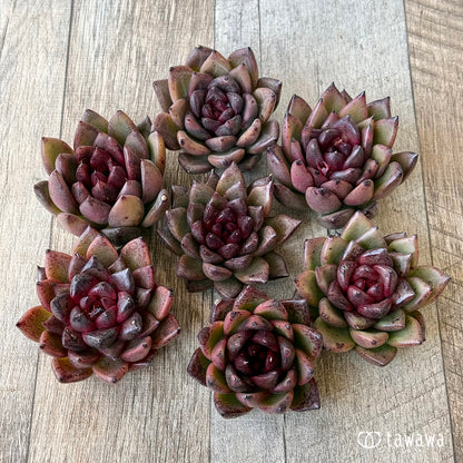 【3/9発売】ブラックパス（エアーマジック農園苗）