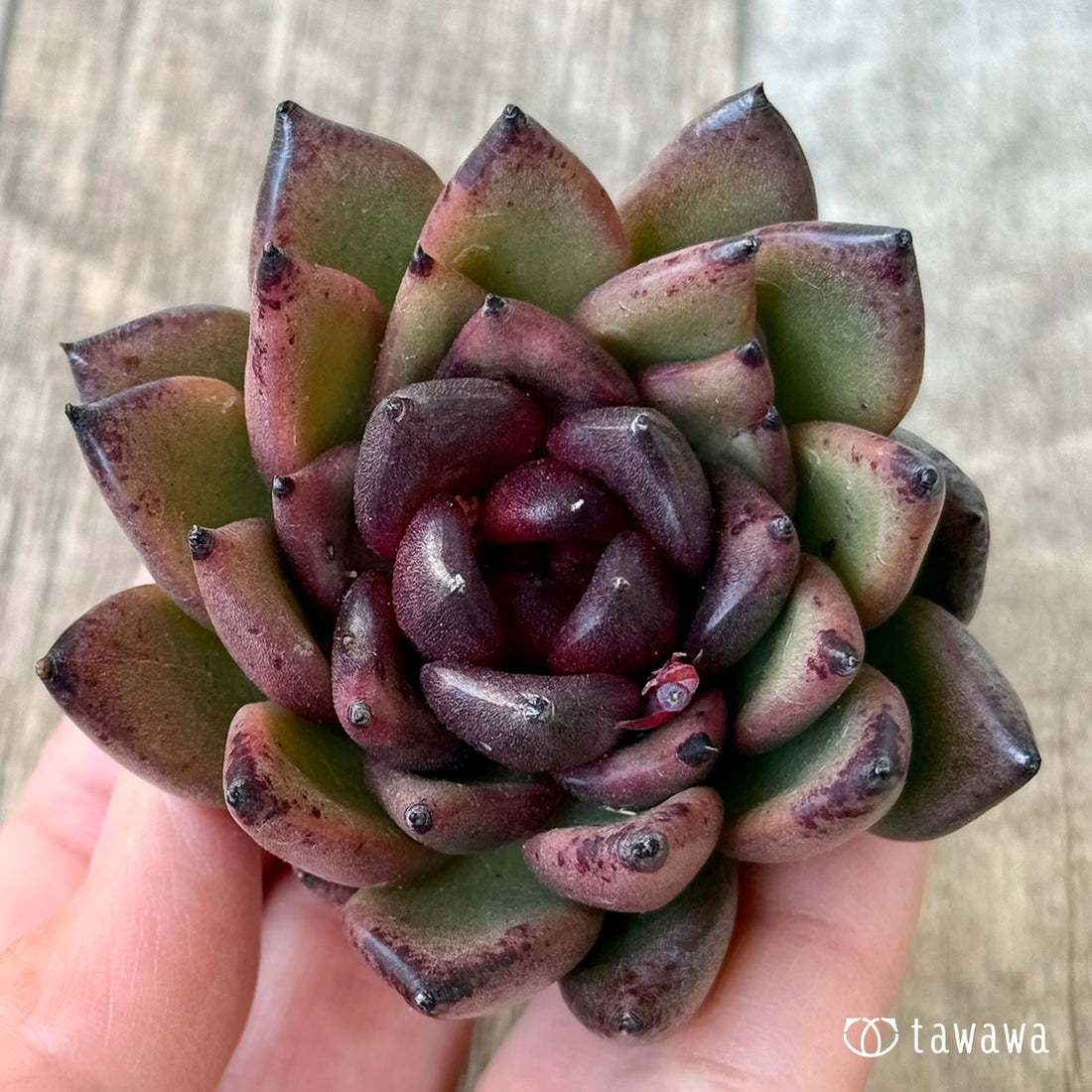 ＊新入荷＊　ブラックパス（エアーマジック農園苗）