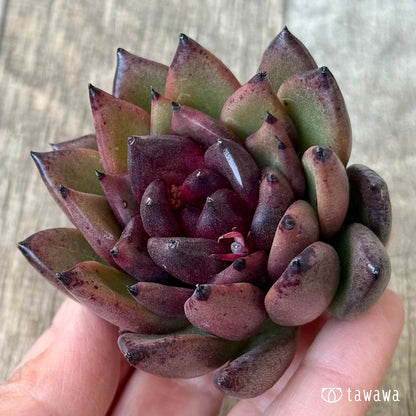 【3/9発売】ブラックパス（エアーマジック農園苗）