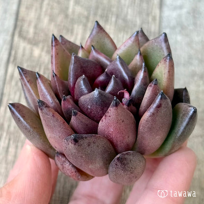 【3/9発売】ブラックパス（エアーマジック農園苗）