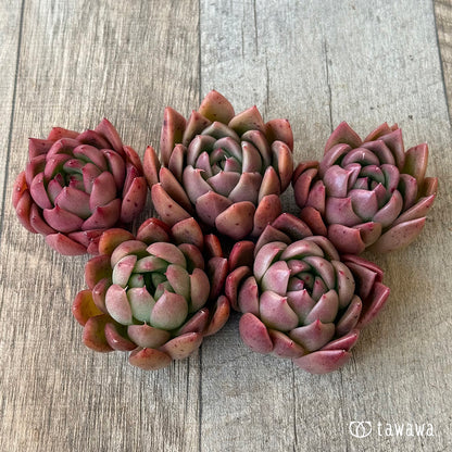 ＊新入荷＊　エランジェ（エアーマジック農園苗）