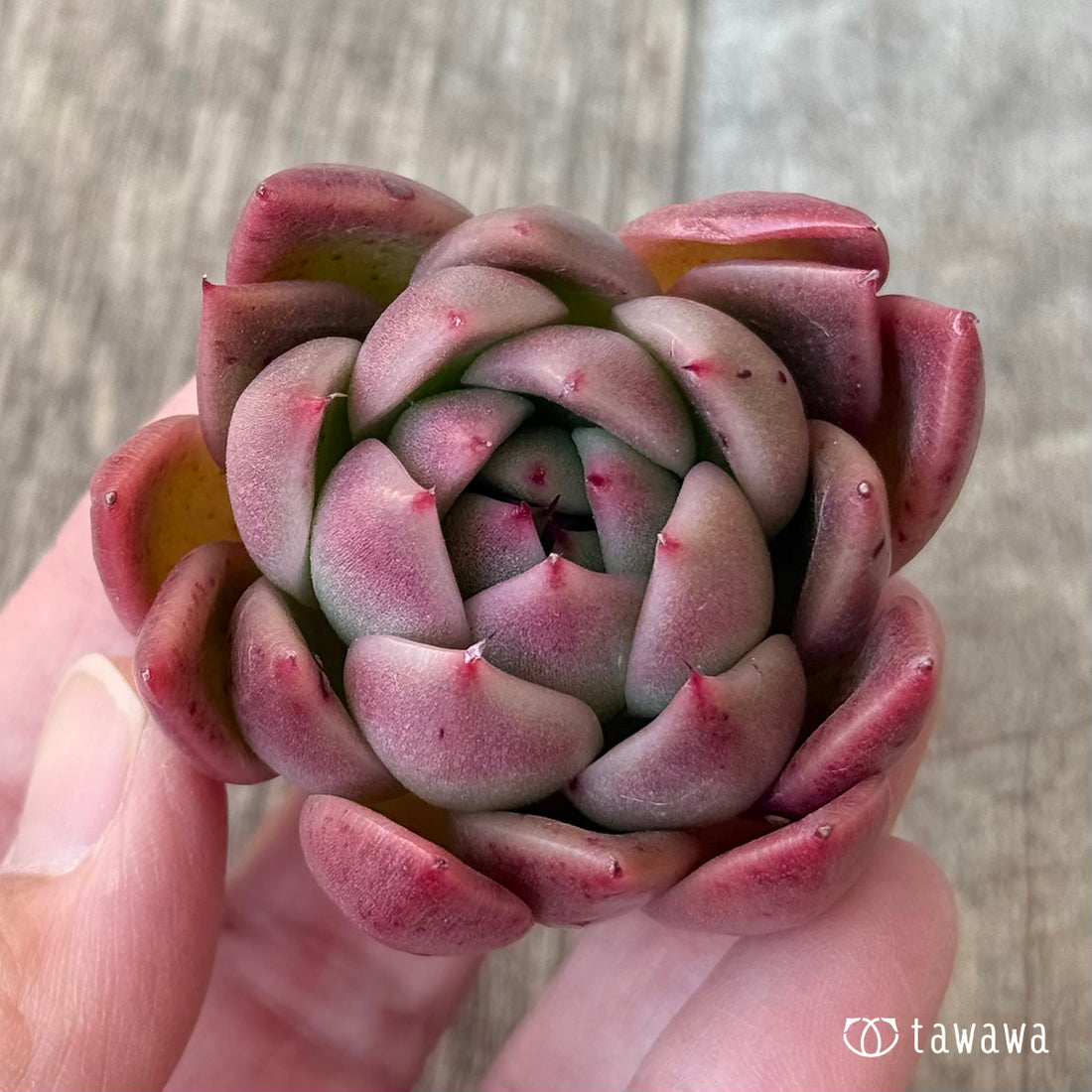 ＊新入荷＊　エランジェ（エアーマジック農園苗）