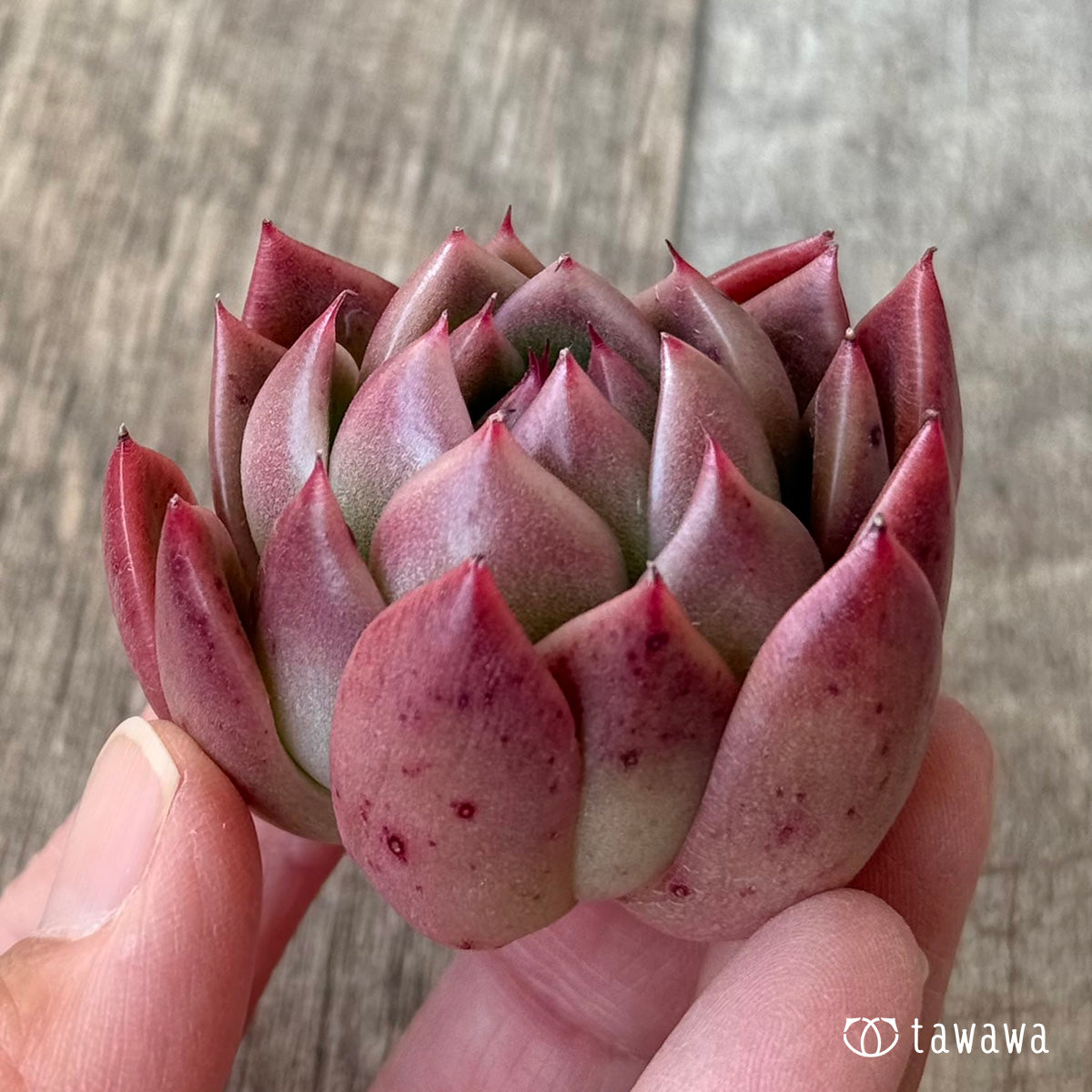 Élange (Air Magic Farm Seedlings)
