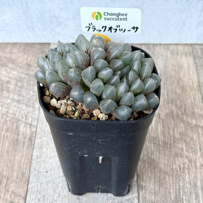 ブラックオブツーサ（チャンヒー農園）【tawawaハウス苗】（プレステラ90深鉢）