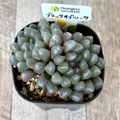 ブラックオブツーサ（チャンヒー農園）【tawawaハウス苗】（プレステラ90深鉢）