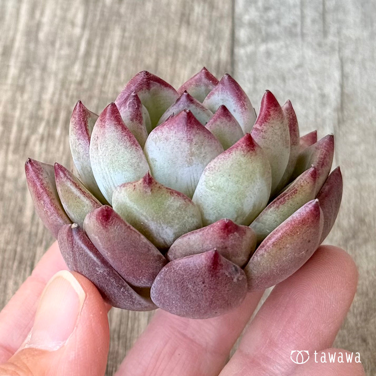 レッドソラ（エアーマジック農園苗） – 多肉植物の通販・販売サイト tawawa
