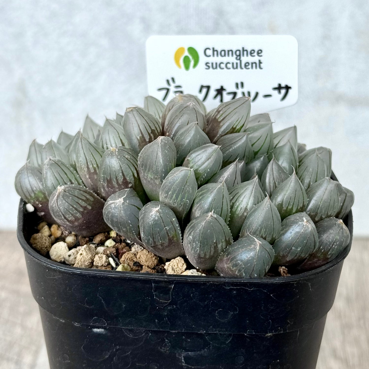 ブラックオブツーサ（チャンヒー農園）【tawawaハウス苗】（プレステラ90深鉢）