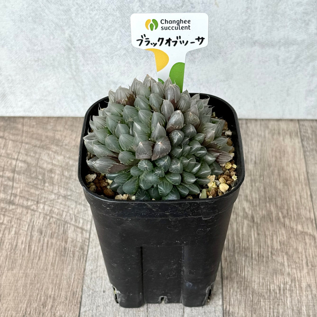 ブラックオブツーサ（チャンヒー農園）【tawawaハウス苗】（プレステラ105深鉢）
