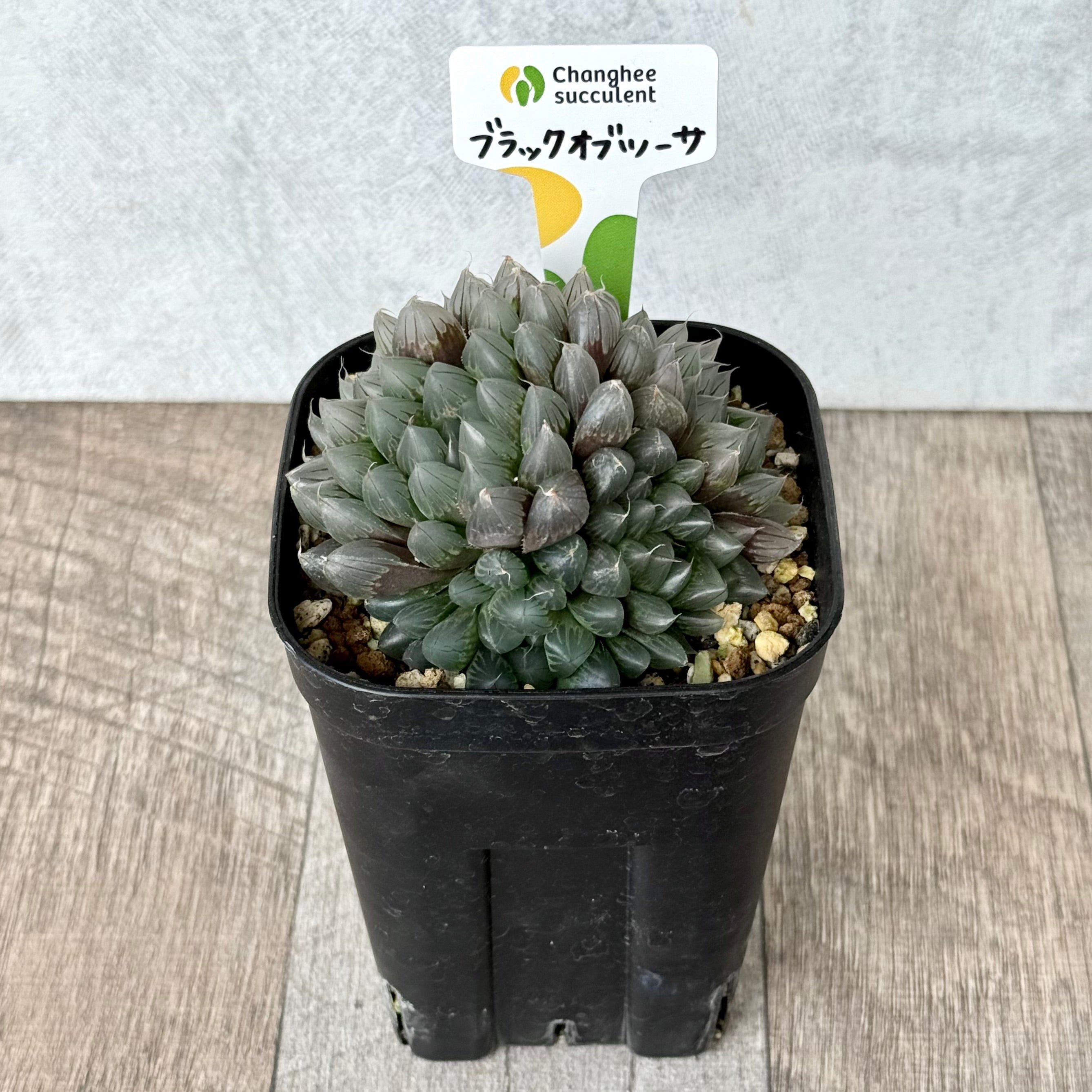 ブラックオブツーサ（チャンヒー農園）【tawawaハウス苗】（プレステラ105深鉢）