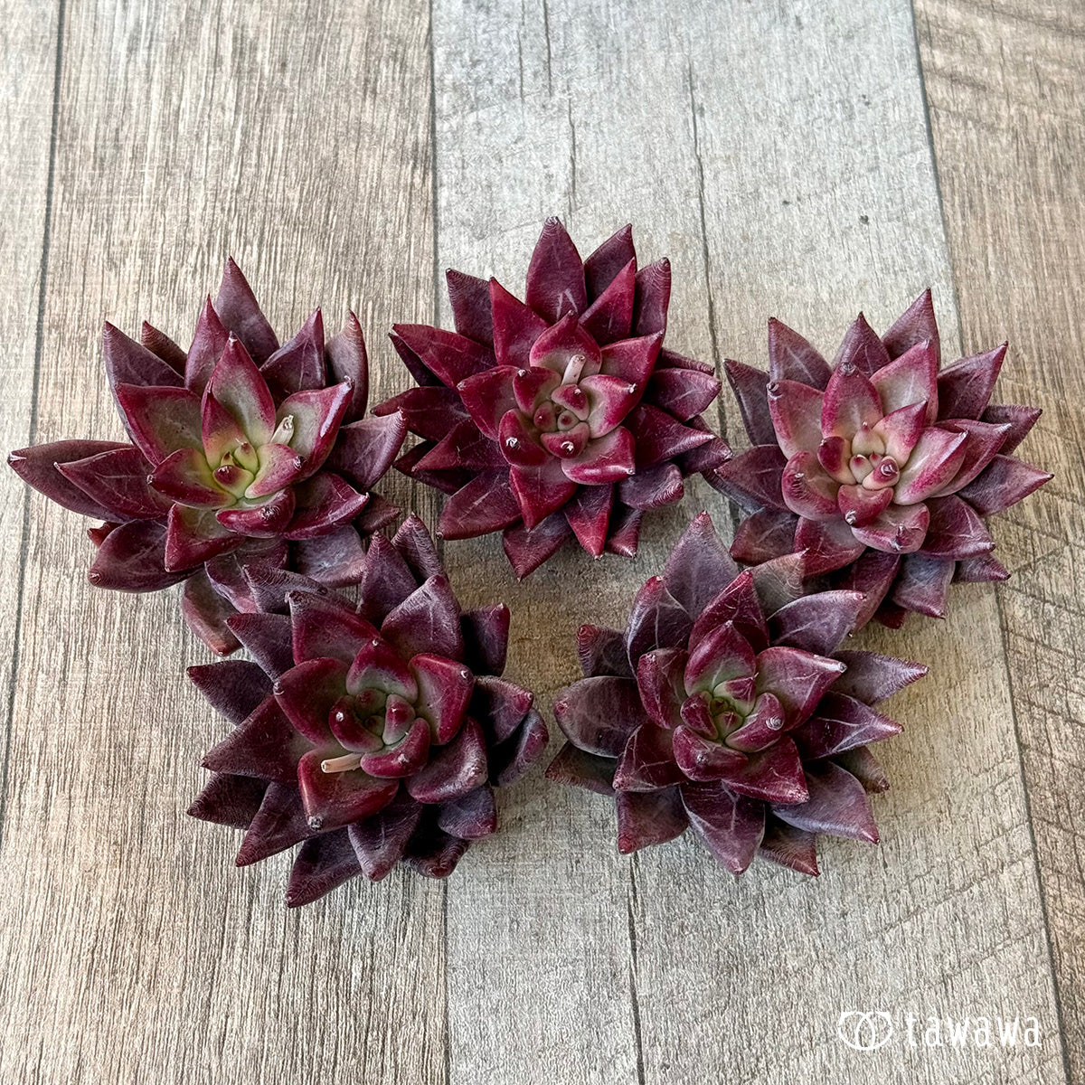 ＊新入荷＊　ソングオブファイア（エアーマジック農園苗）