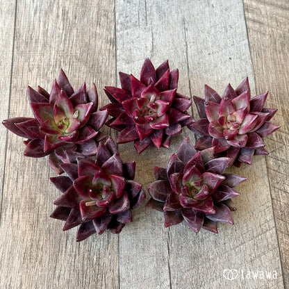 ＊新入荷＊　ソングオブファイア（エアーマジック農園苗）