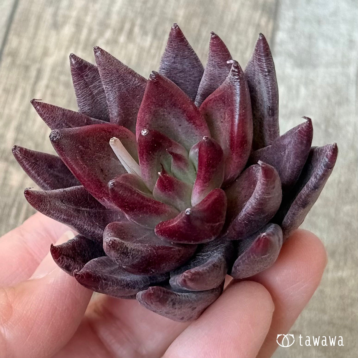 ＊新入荷＊　ソングオブファイア（エアーマジック農園苗）