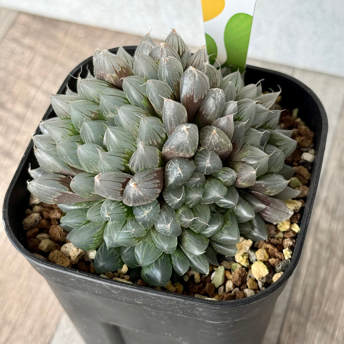 ブラックオブツーサ（チャンヒー農園）【tawawaハウス苗】（プレステラ105深鉢）