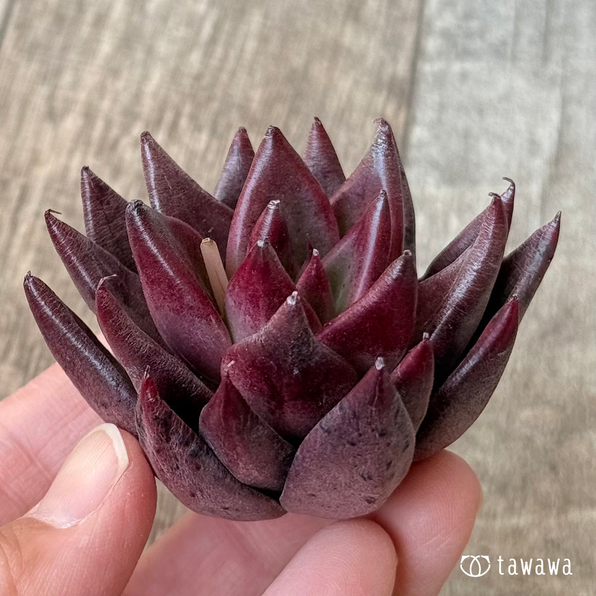 Song of Fire (Air Magic Nursery Seedlings)