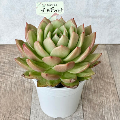 ゴールデンハート【tawawaハウス苗】（9cmポット）